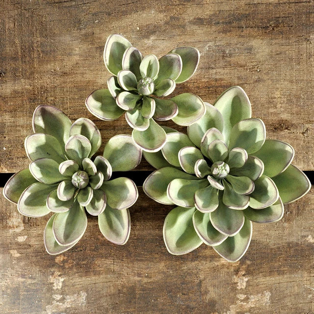 Silicone Mould - Succulent Plant - S286