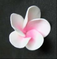Sugar Flower - Frangipani - Pink.
