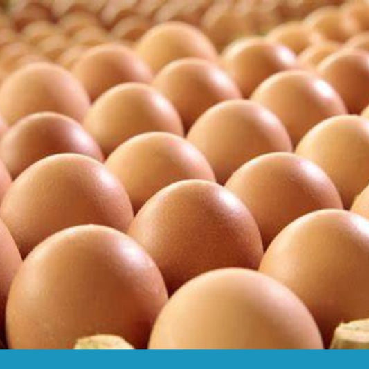 Bulk Free Range Carton Eggs - 15 Dozen *Pickup Only*