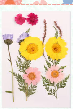 Wildflower - Dried Floral Accents - Assorted Flowers