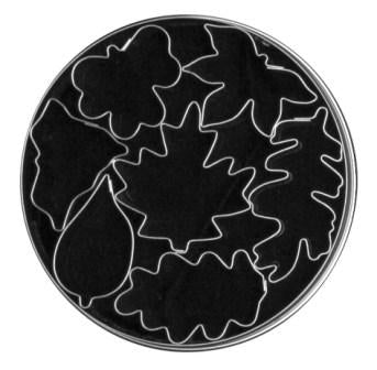 Loyal 7pc Tinplate Cutter Set - Autumn Leaves