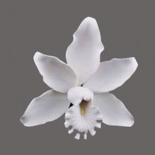 Sugar flower - Cymbidium Orchid White